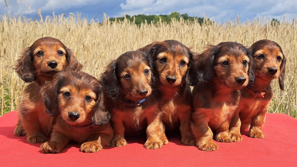 best dog food for dachshunds