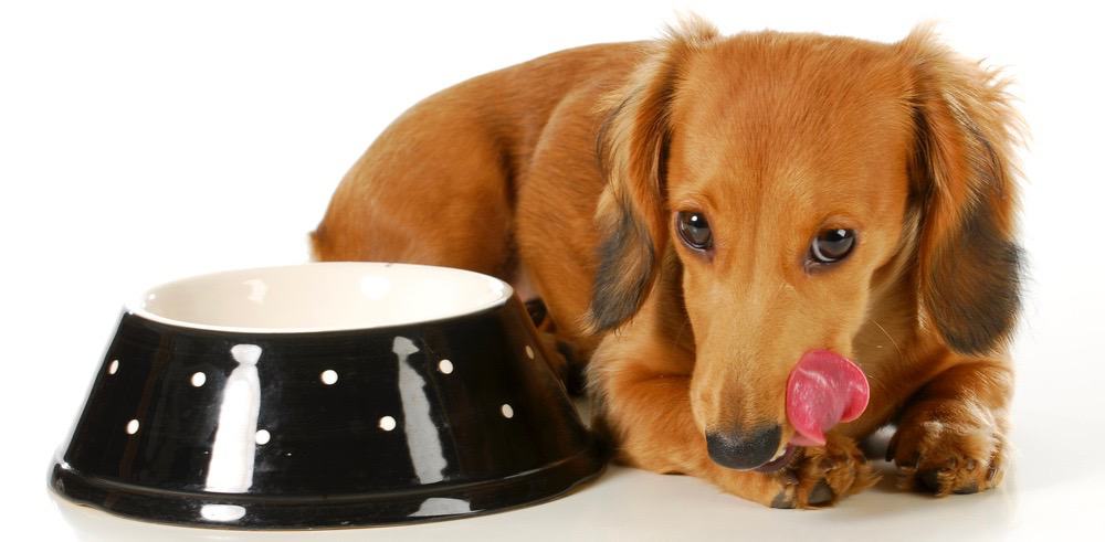 best dog food for dachshunds