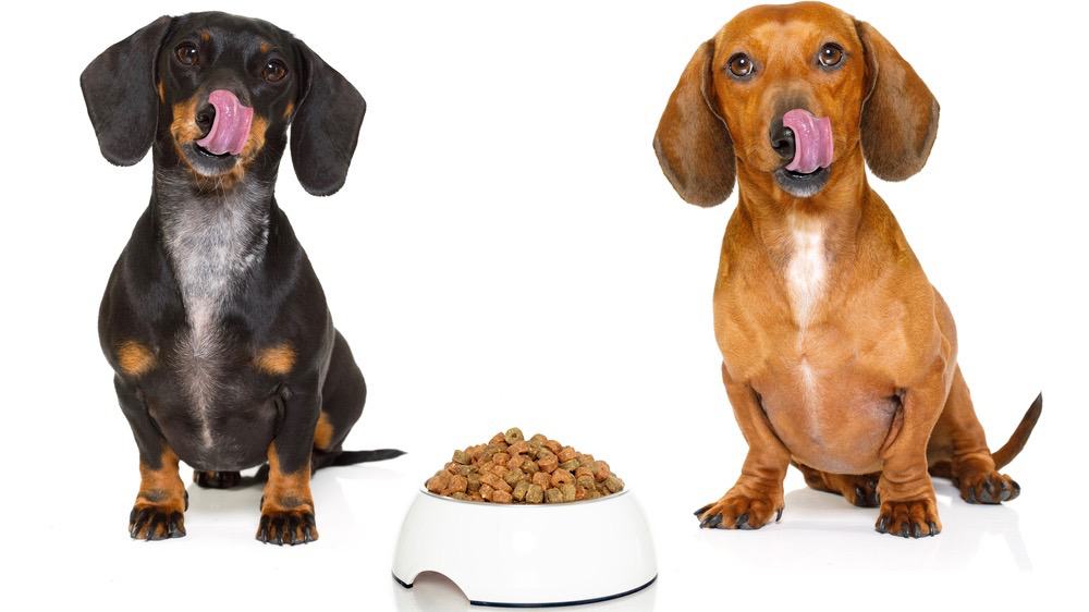 best dog food for dachshunds