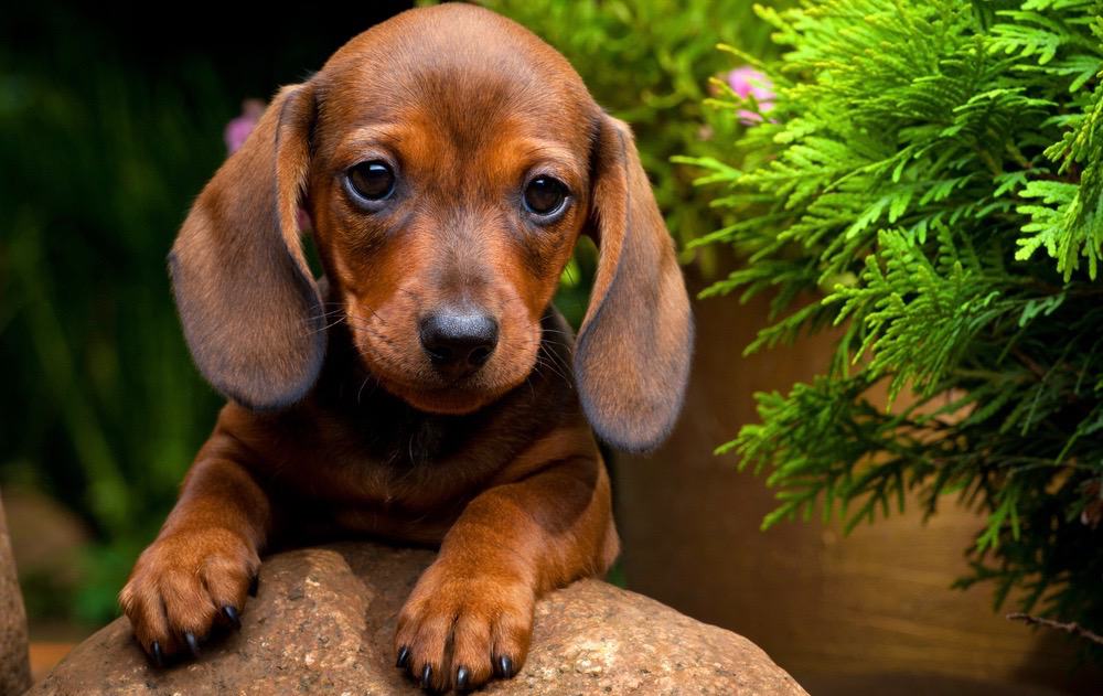 best dog food for dachshunds