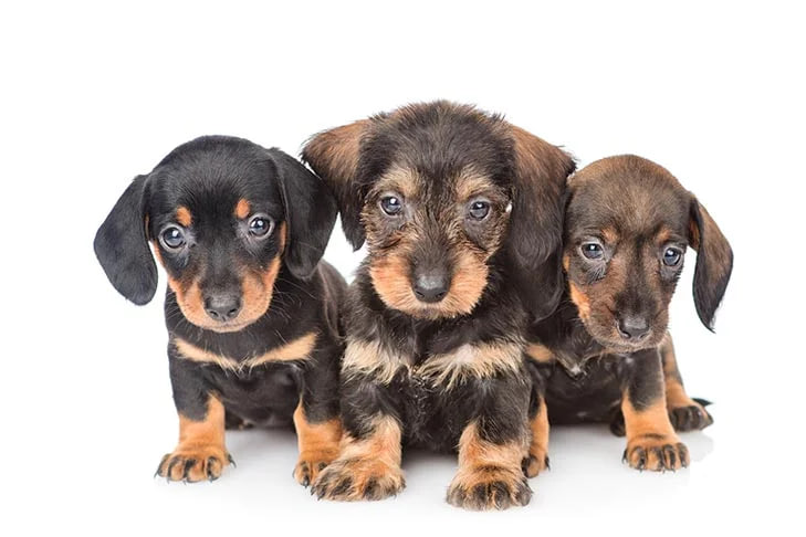 dachshunds are looking