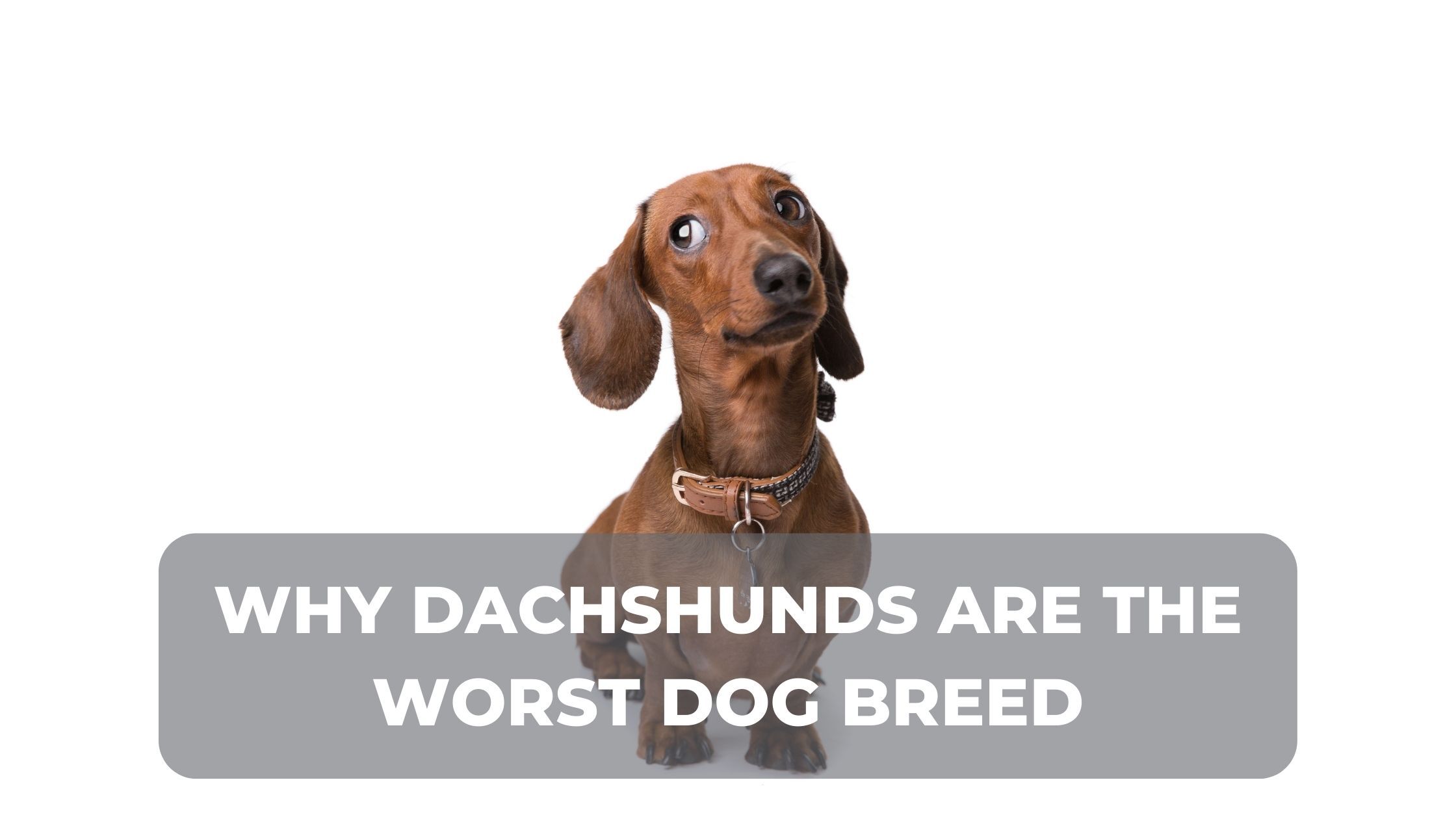 Why Dachshunds Are the Worst Breed